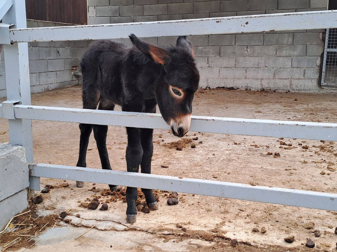 Golden Donkeys Farm-Skarinou必去景点