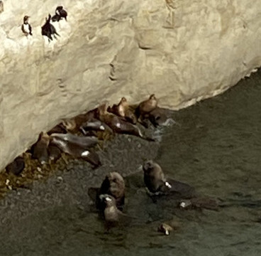 Reserva Lobería de Punta Loma-马德林港必去景点