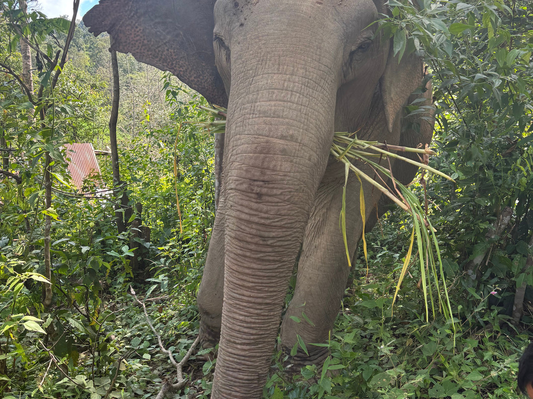 Elephant Village Sanctuary-清迈必去景点