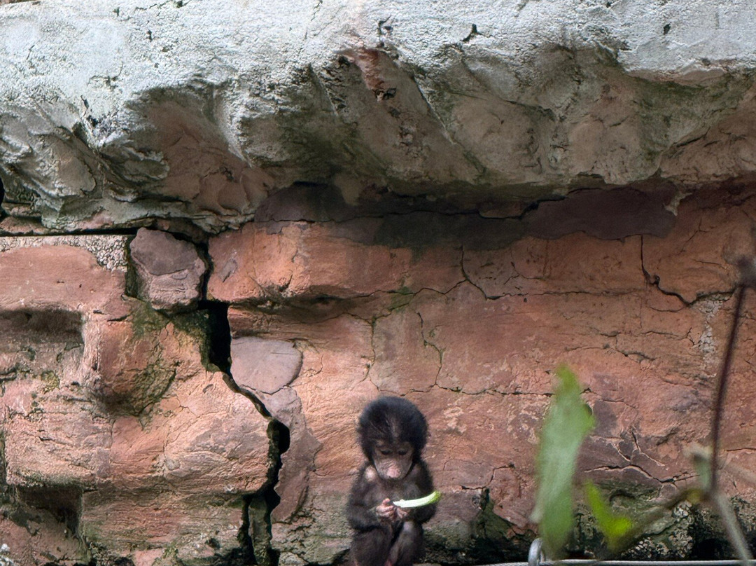 Paignton Zoo Environmental Park-佩恩顿必去景点