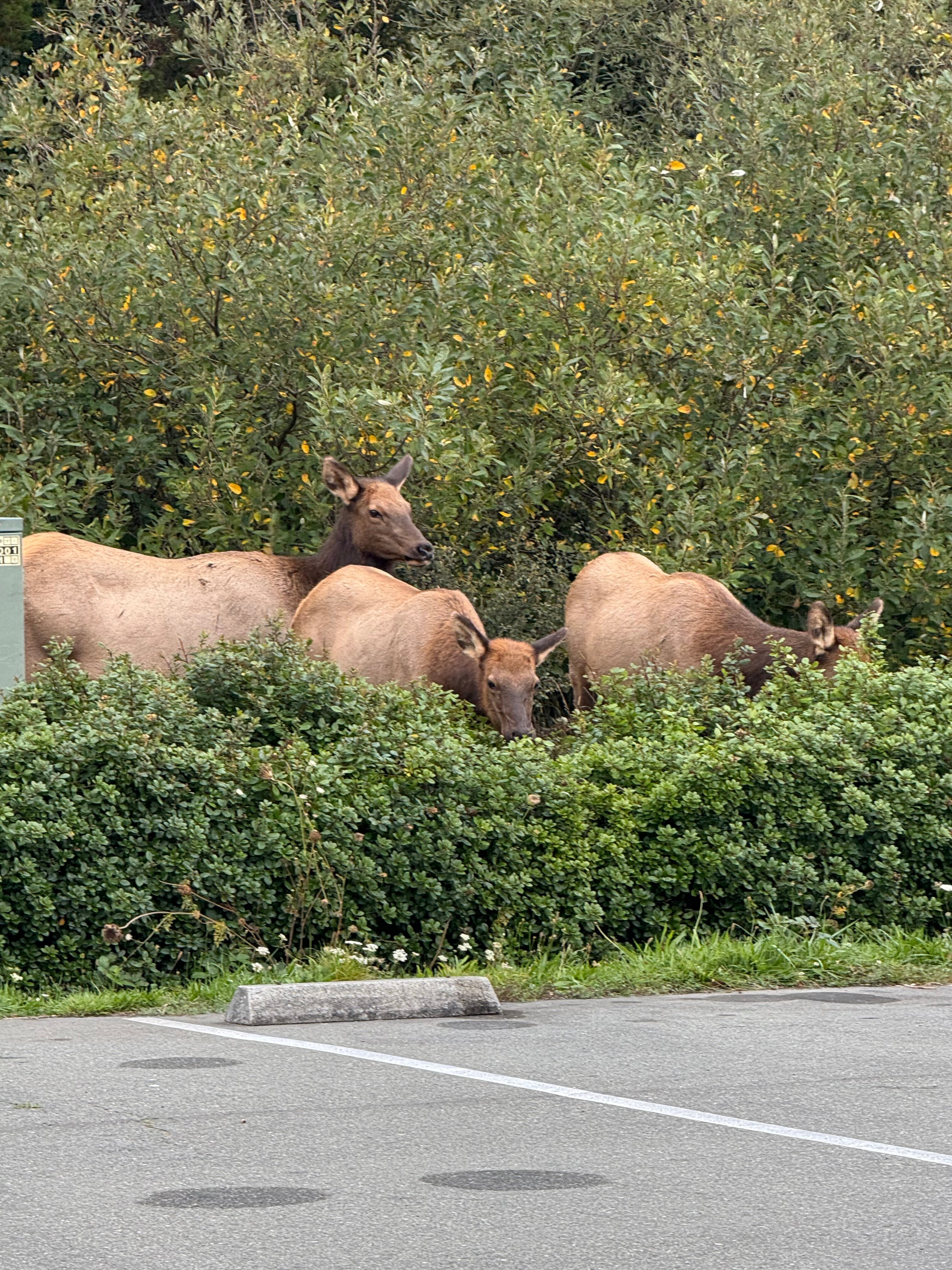 Lighthouse Inn-官方