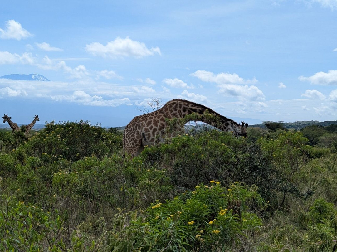Zara Tanzania Adventures-莫西必去景点