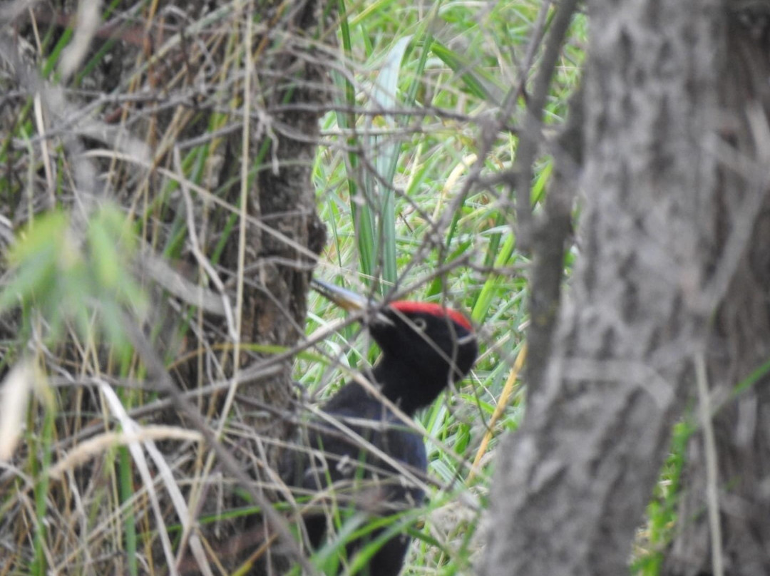 Wings of Hungary - birding and nature tours-凯奇凯梅特必去景点