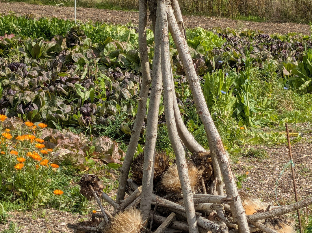 Knepp Wildland Safaris-霍舍姆必去景点