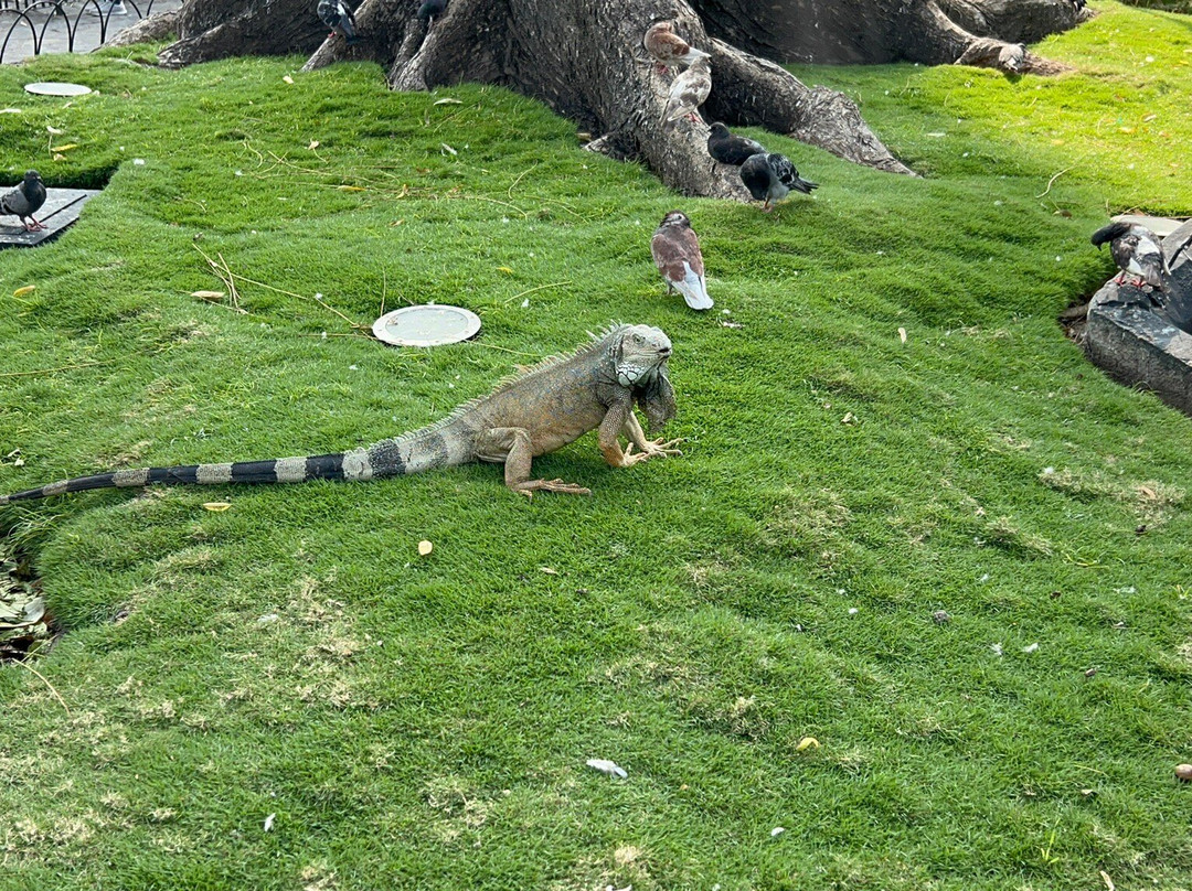 Parque Seminario-瓜亚基尔必去景点