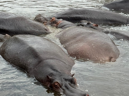 The Luna Safari-阿鲁沙必去景点