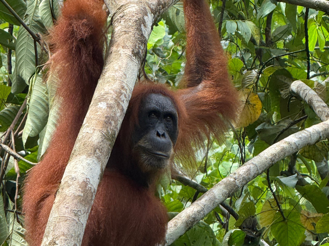 Bukit Lawang Jungle Trekking-武吉拉旺必去景点