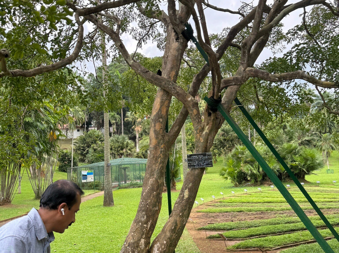 Sri Lanka Transfers-康提必去景点