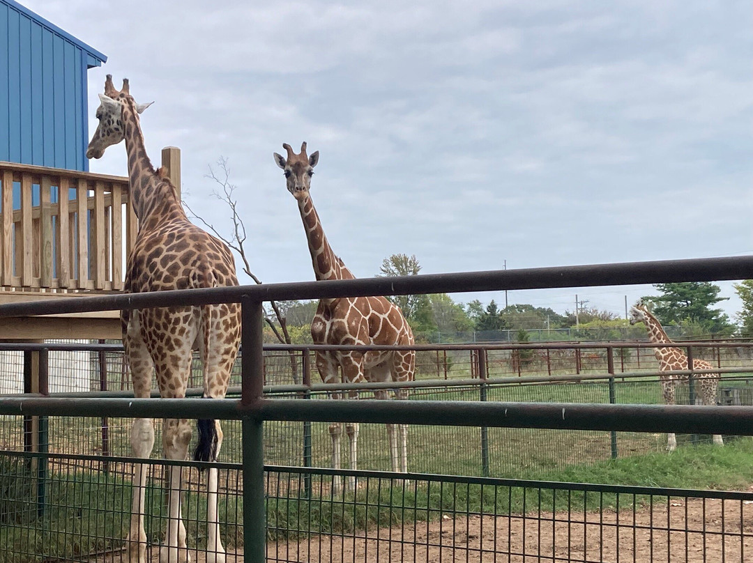 Wild Animal Safari-Strafford必去景点