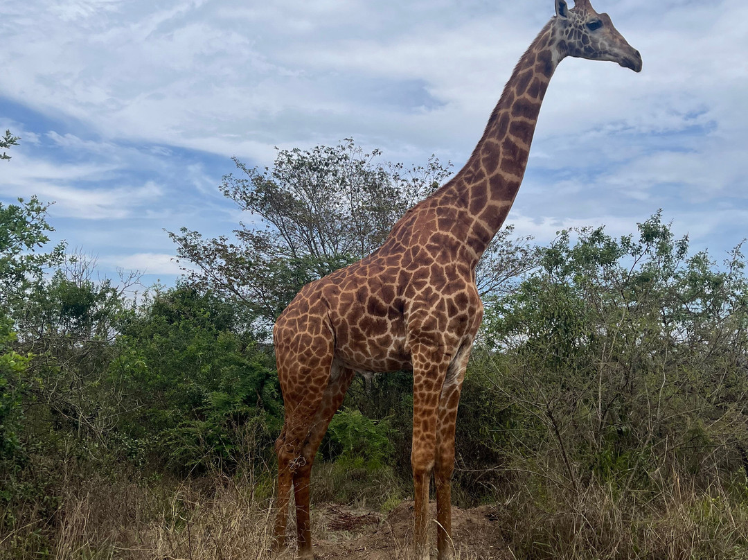Judith Safaris-吉佳利必去景点