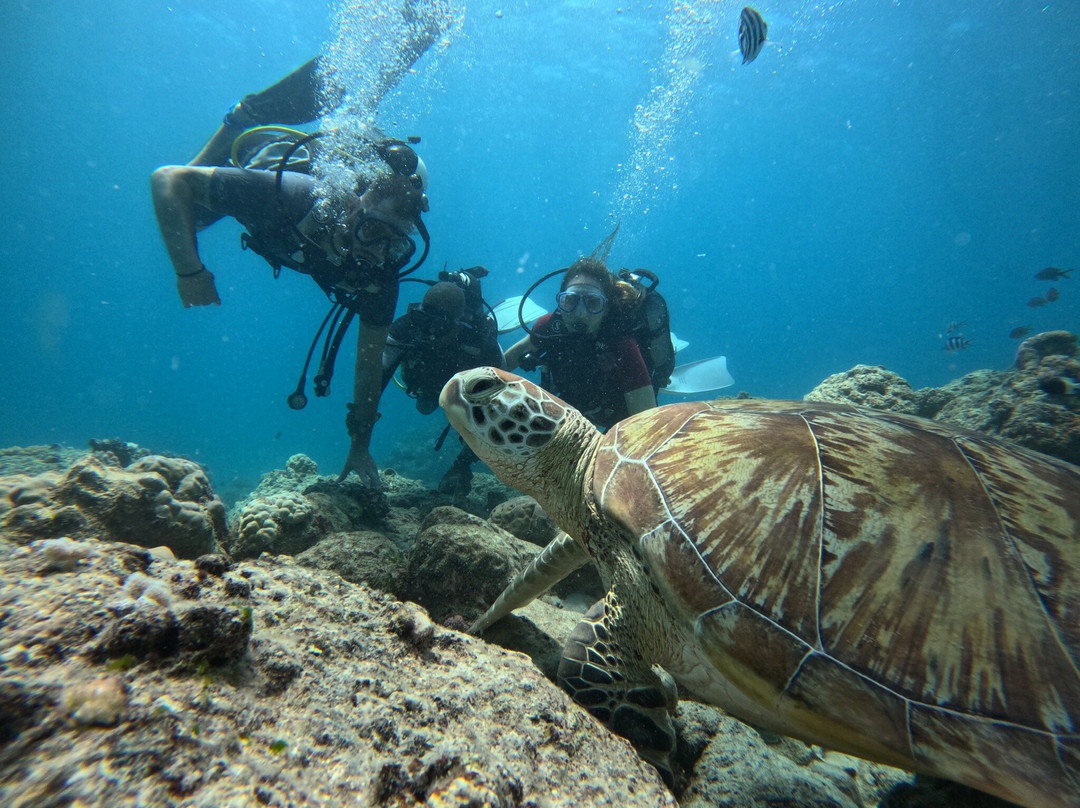 Seaman Diving-大湾必去景点