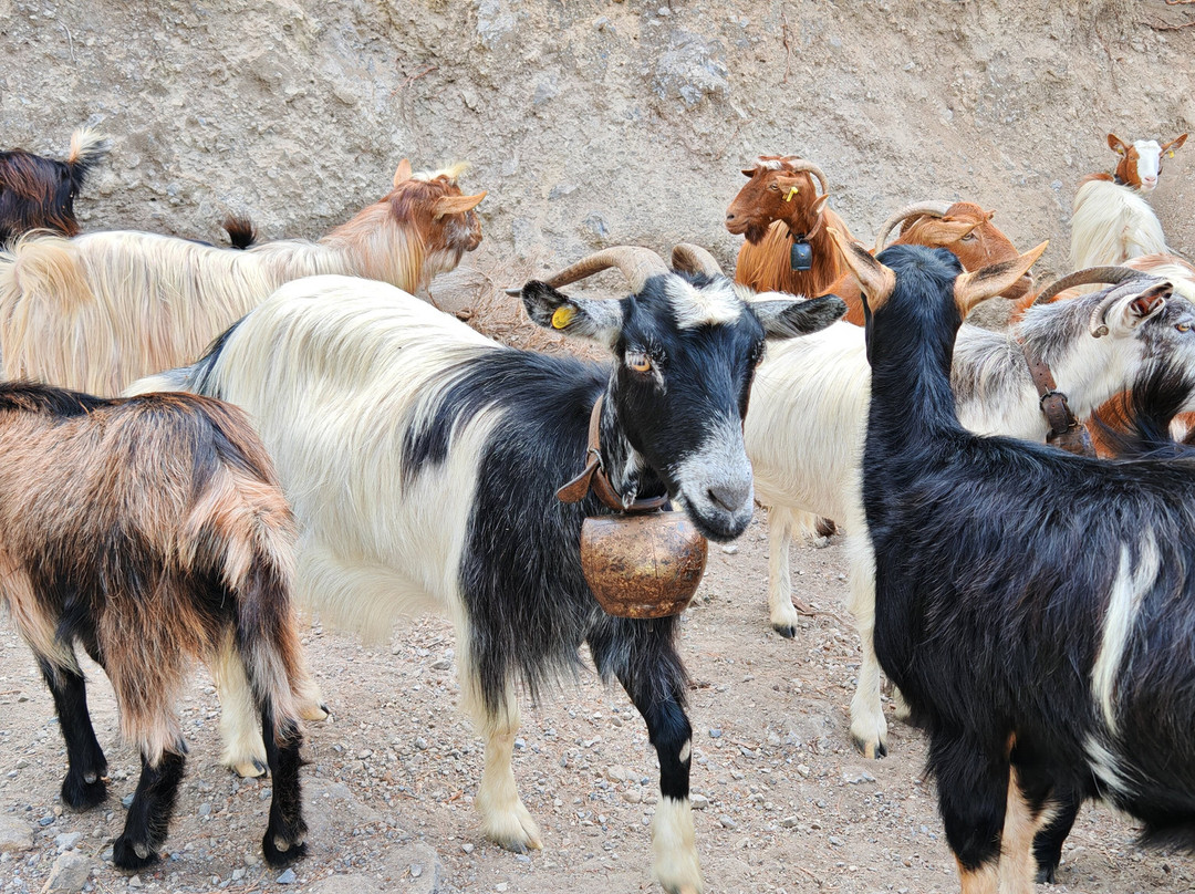 Safari Fun-Ierapetra必去景点
