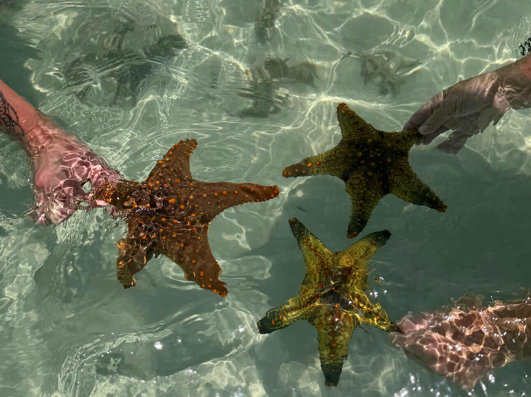 Massa Junior Zanzibar Tours & Safaris-Chwaka必去景点