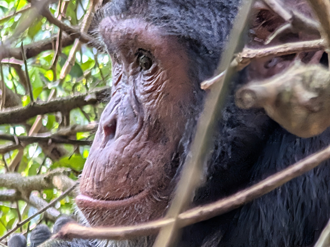 Devine African Safaris-吉佳利必去景点