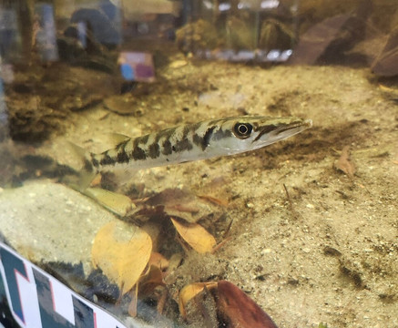 St. Lucie County Aquarium - Smithsonian Marine Ecosystems Exhibit-匹尔斯堡必去景点