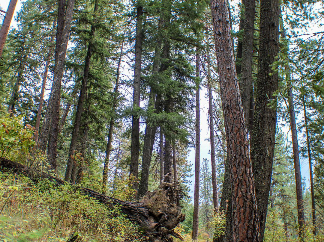 Mineral Ridge National Recreation Trail-科达伦必去景点