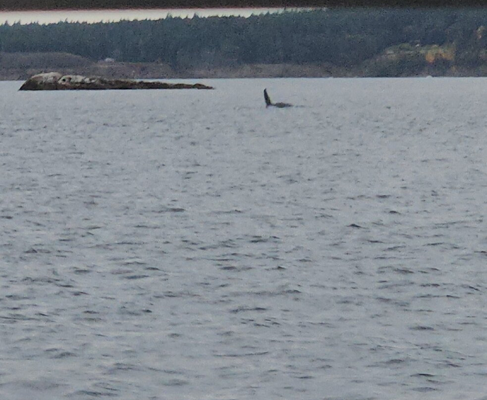 Outer Island Excursions-Anacortes必去景点