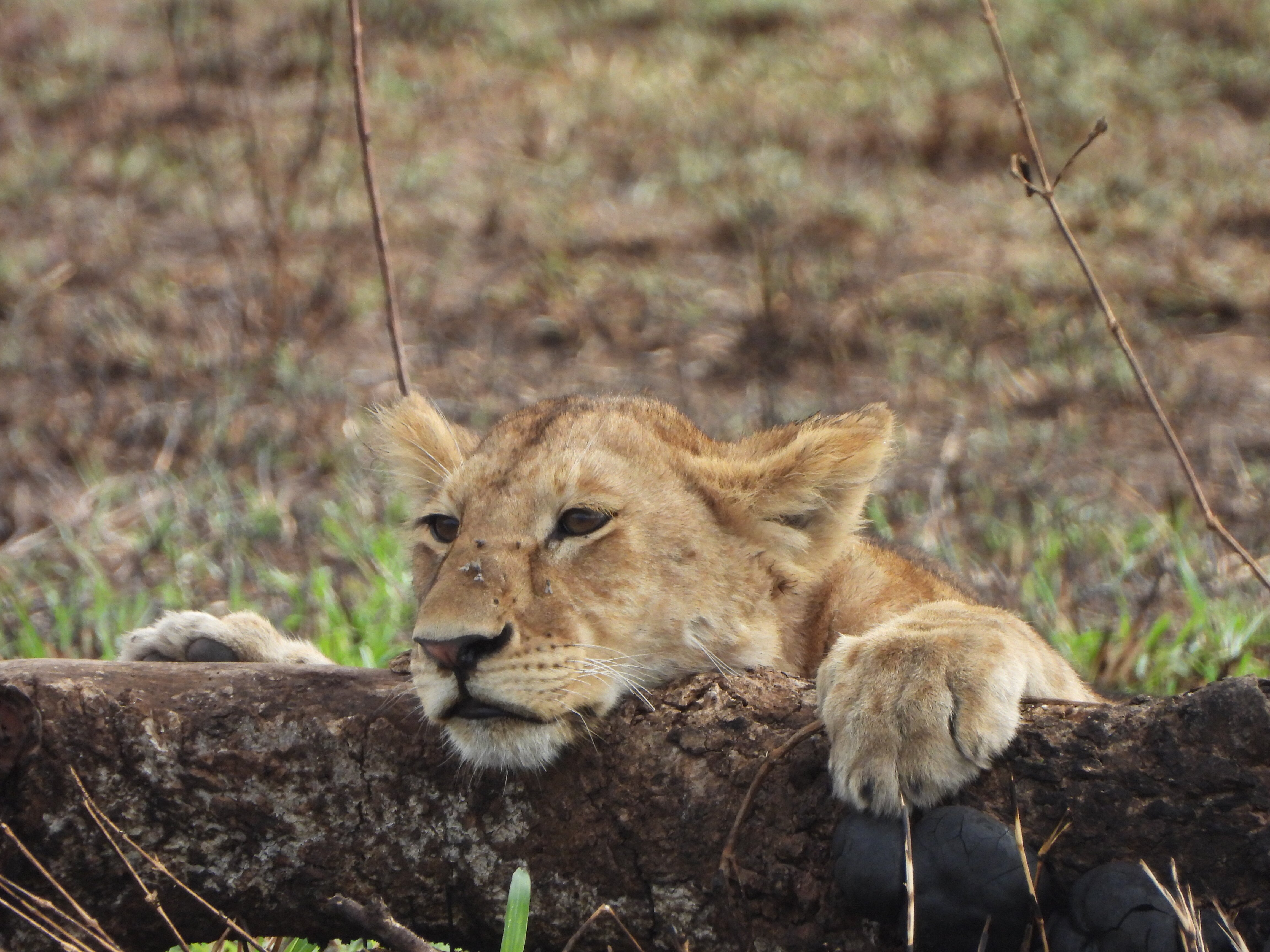 Dashir Lodge & Safaris-官方