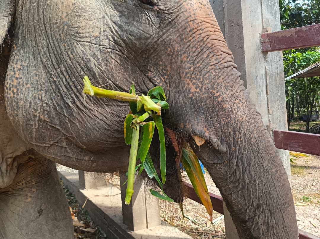 Maerim Elephant Sanctuary-夜林必去景点