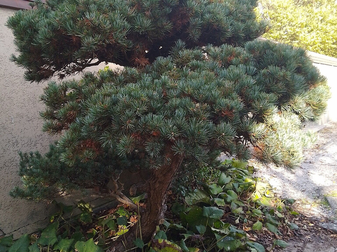 Jardin Japonais-奥斯坦德必去景点