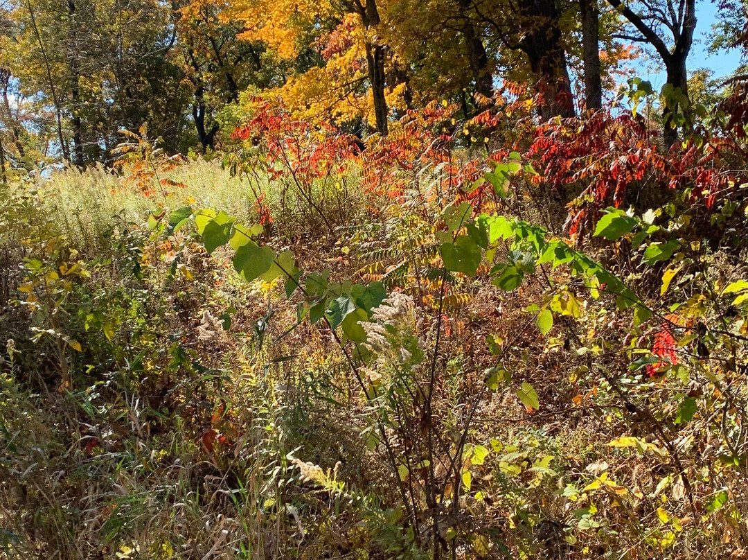 Morton Arboretum-Lisle必去景点
