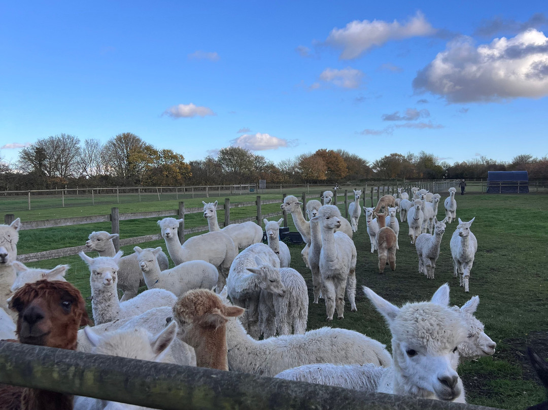 Hilly Ridge Alpacas-Wattisham必去景点