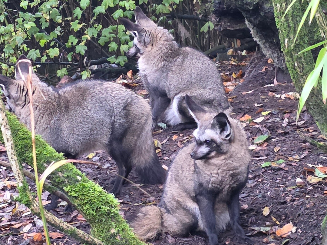 Exmoor Zoo-巴恩斯特珀尔必去景点