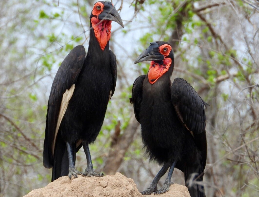 Southern Kruger Safaris-玛洛斯帕克必去景点