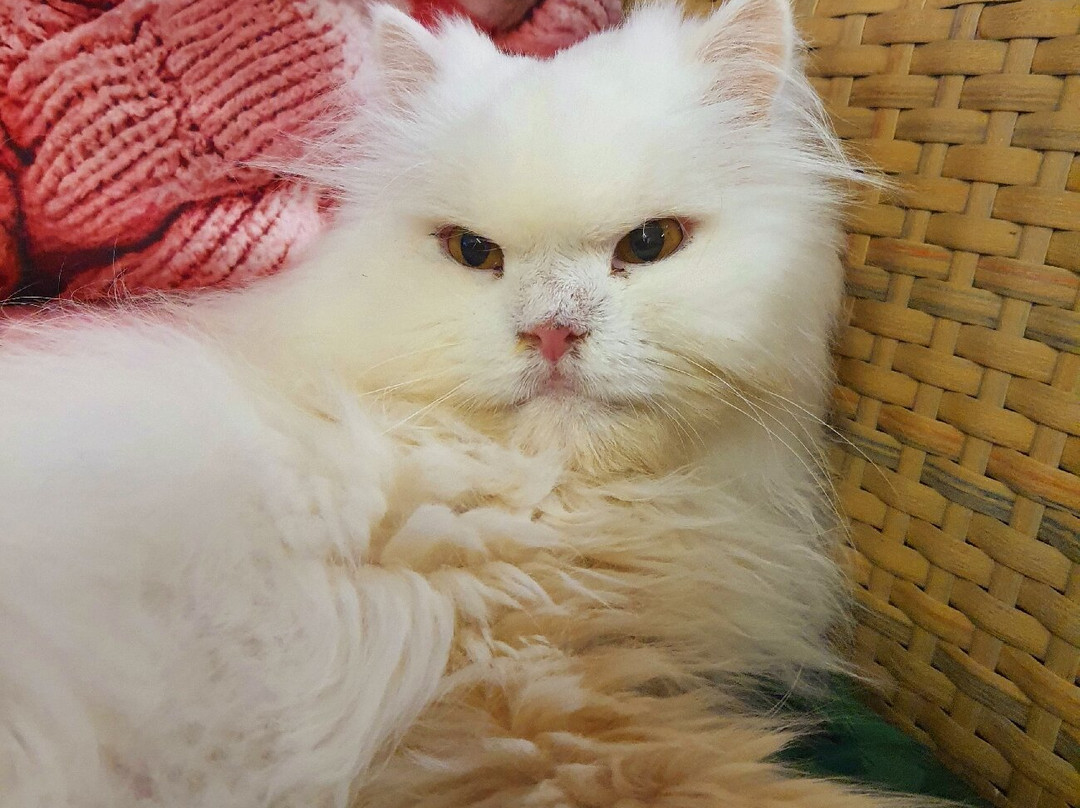 Bedford Cat Café-贝德福德必去景点