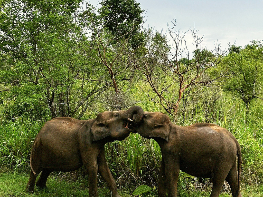Visit Adventure Lanka Travel-Ragama必去景点