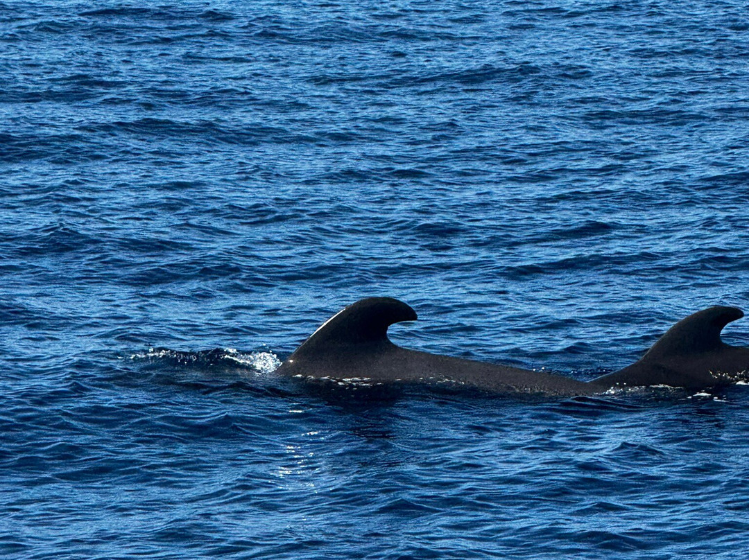 Opera 60 Luxury Charters-奥德杰海岸必去景点