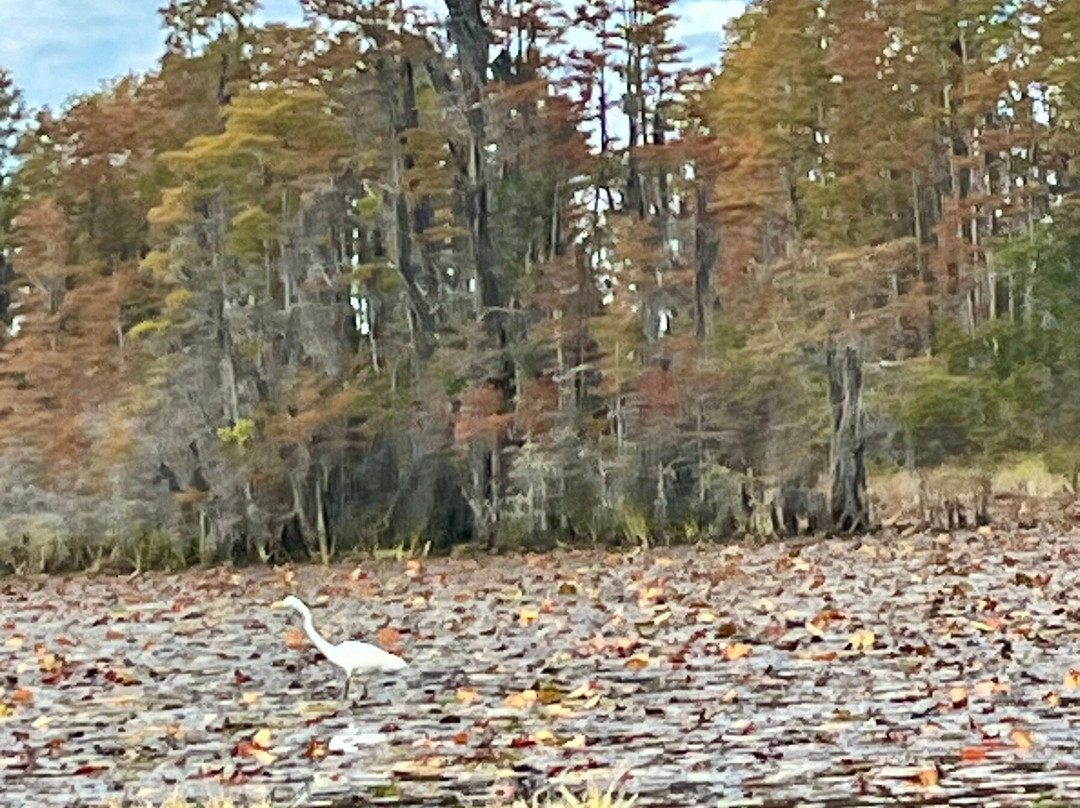 Okefenokee Adventures-Folkston必去景点