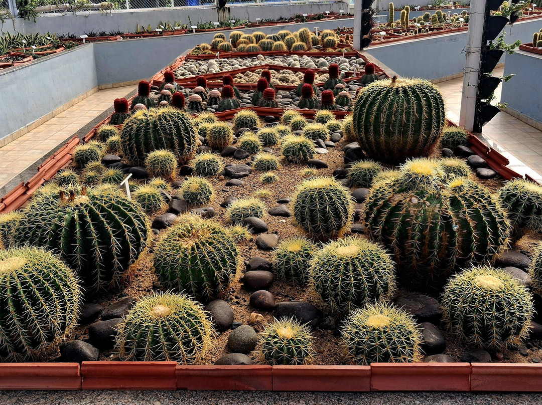 Cactus Garden-Kevadia必去景点
