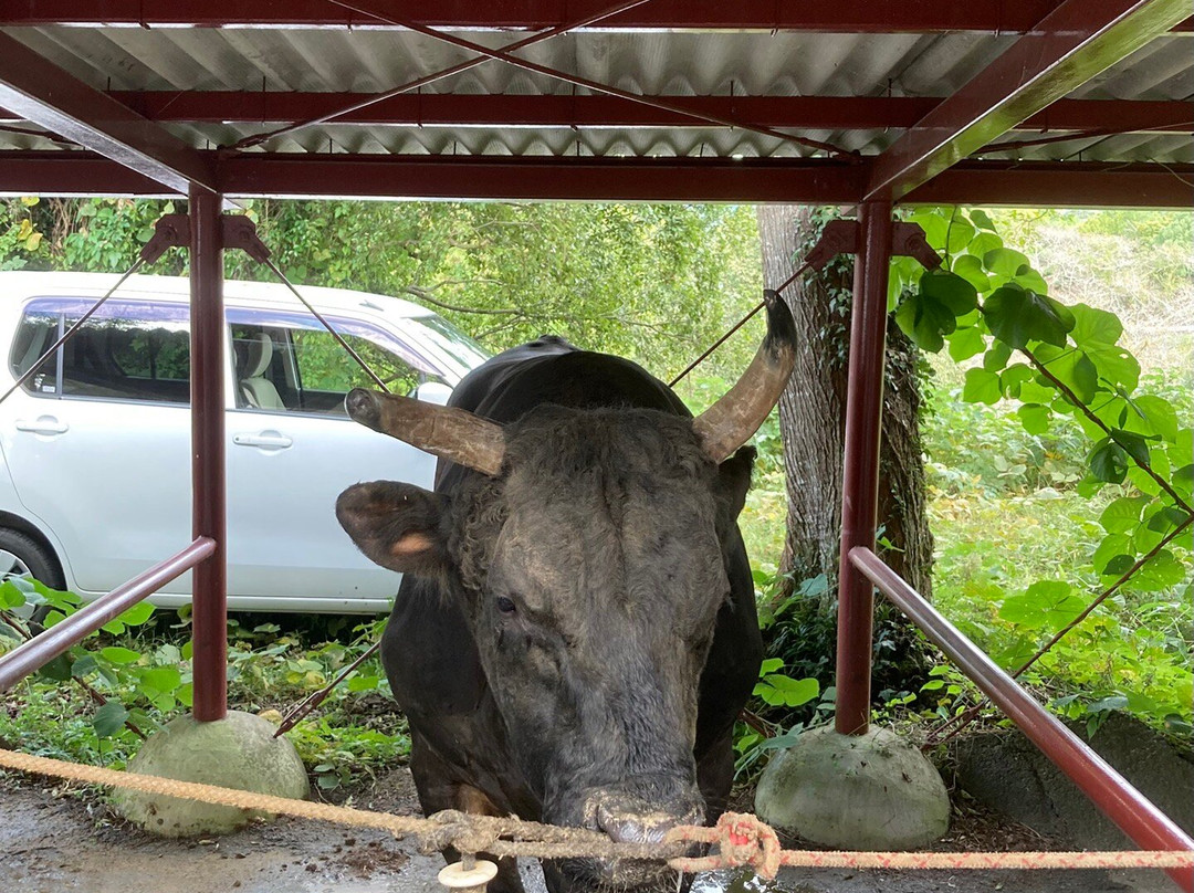 Uwajima City Bullfighting Arena-宇和岛市必去景点