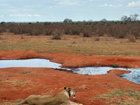 Little Lion Kenya con Rondo Veneziano-瓦塔木必去景点