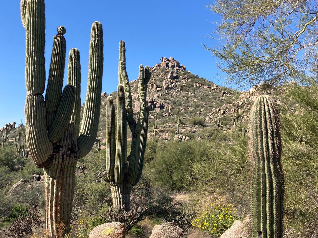 McDowell Sonoran Preserve-斯科茨代尔必去景点