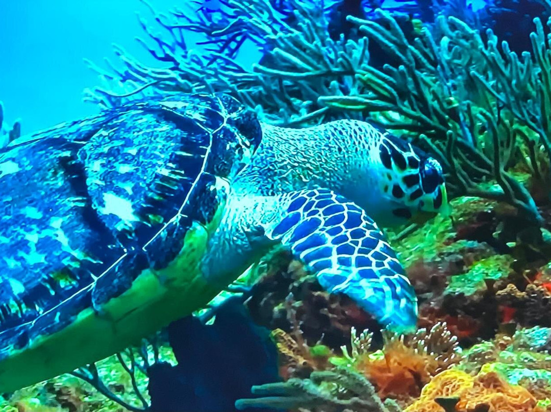 Diveaway Fiji-辛加东卡必去景点