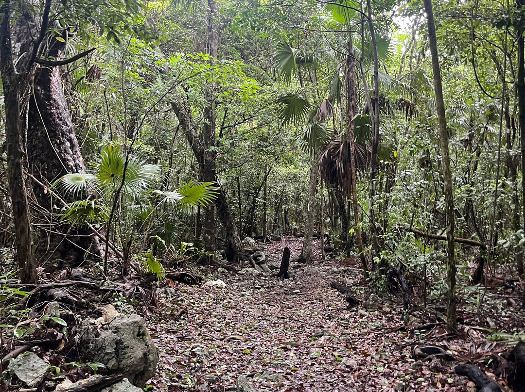 Jardín Botánico Dr. Alfredo Barrera Marin-从莫雷洛斯港必去景点