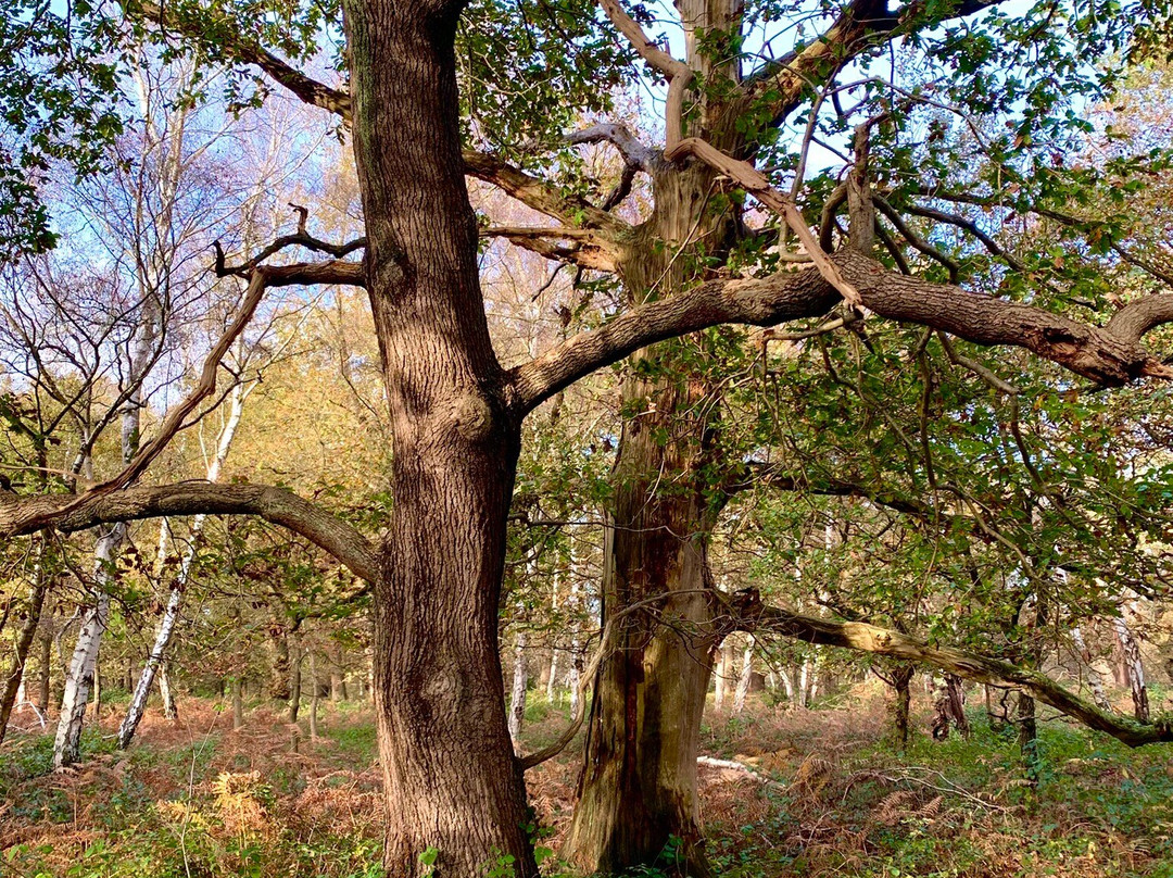 Sherwood Forest-诺丁汉郡必去景点