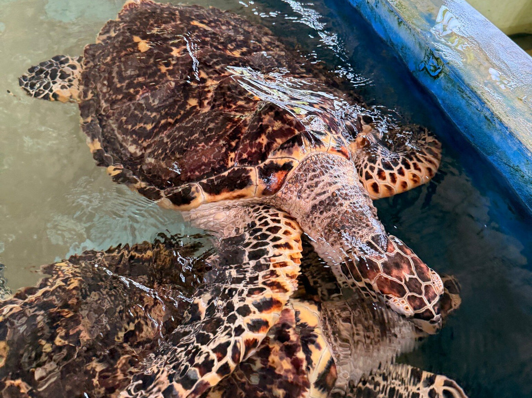 Galbokka Sea Turtle Hatchery-科斯戈德必去景点