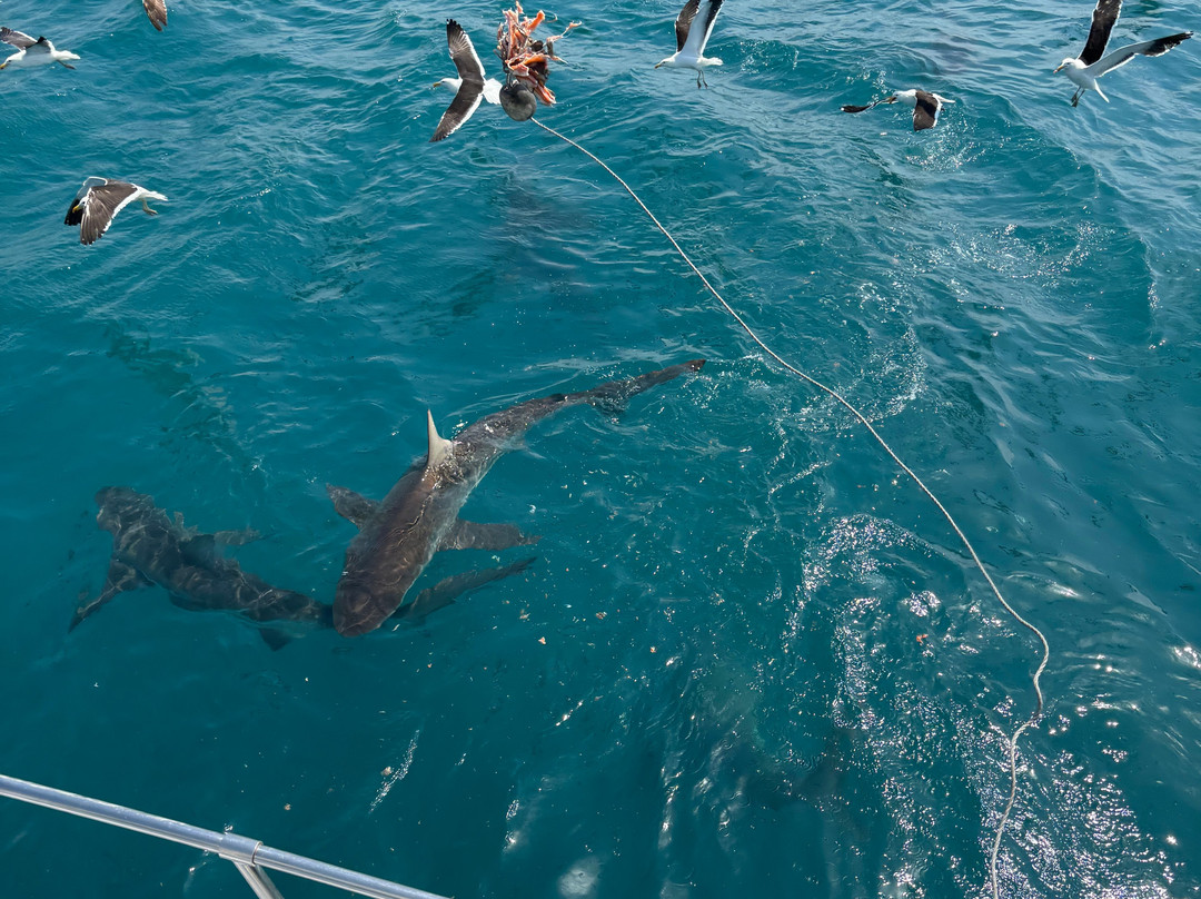 Ates Africa - Tours & Safaris-开普敦中心区必去景点