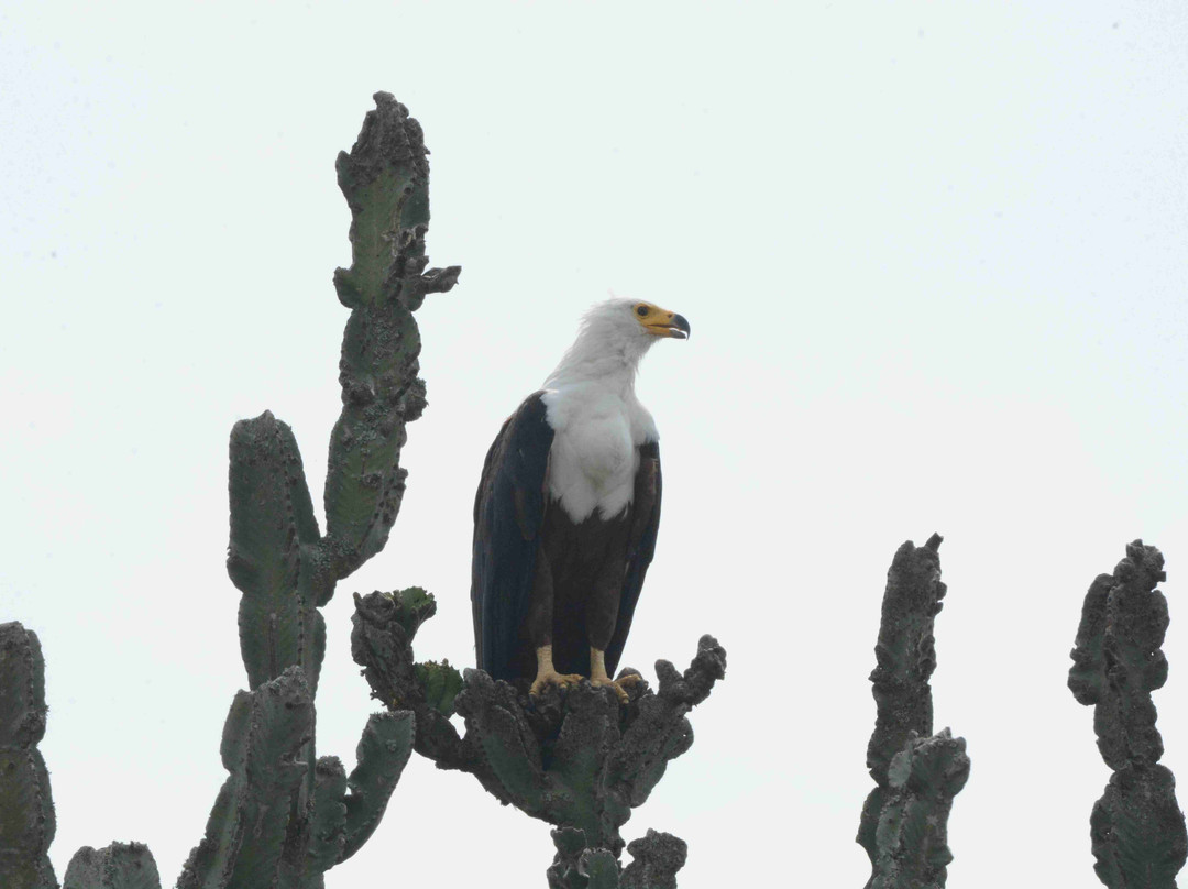 Queen Elizabeth National Park-Kasese必去景点