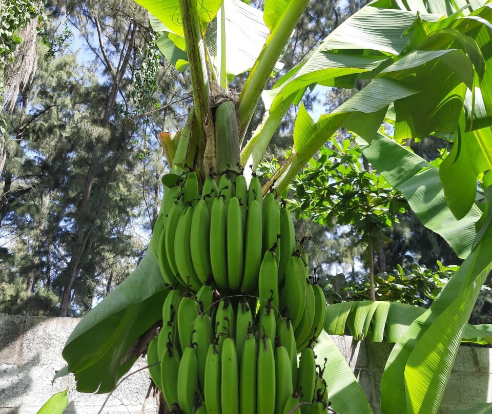 Sonata Resort & Spa主图