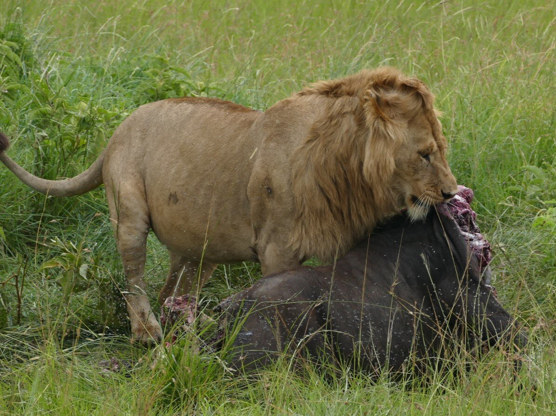 Pitia Africa Safaris-迪亚尼必去景点