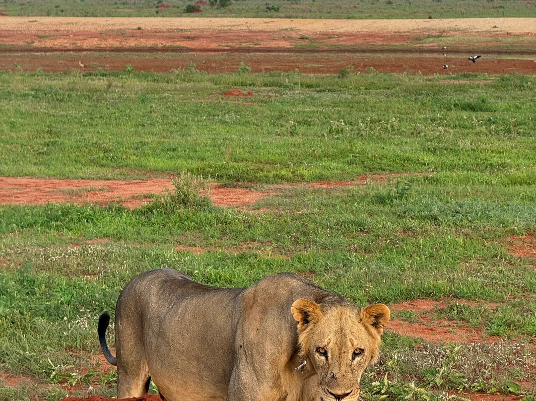 Discovery Kenya con Fragola-瓦塔木必去景点