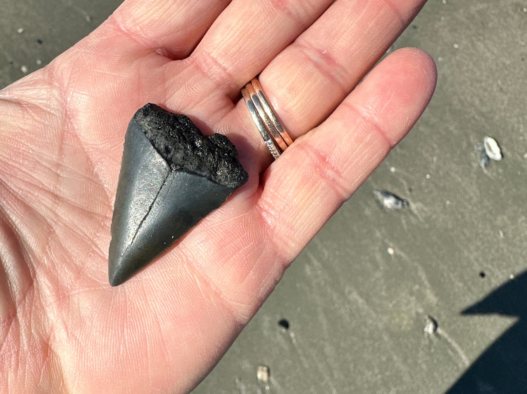 Charleston Fossil Adventures-查尔斯顿必去景点