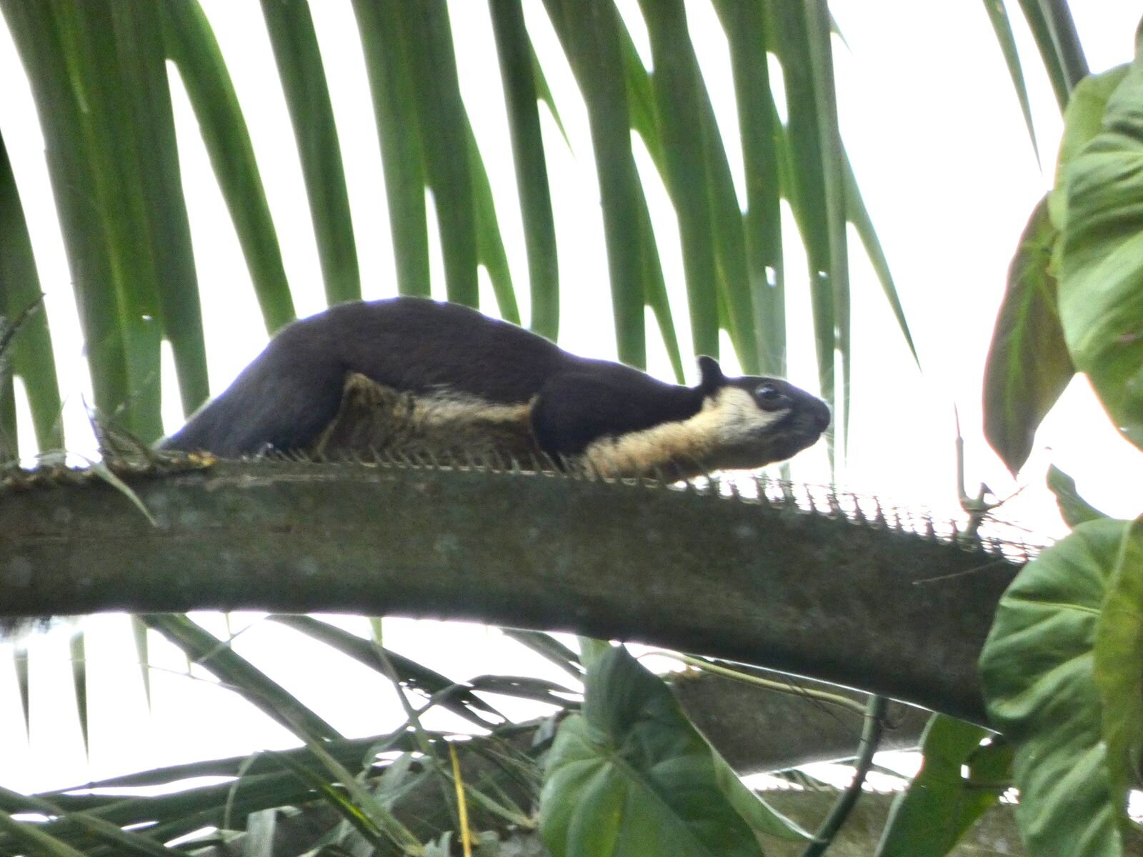 Khao Sok Las Orquideas Resort-官方