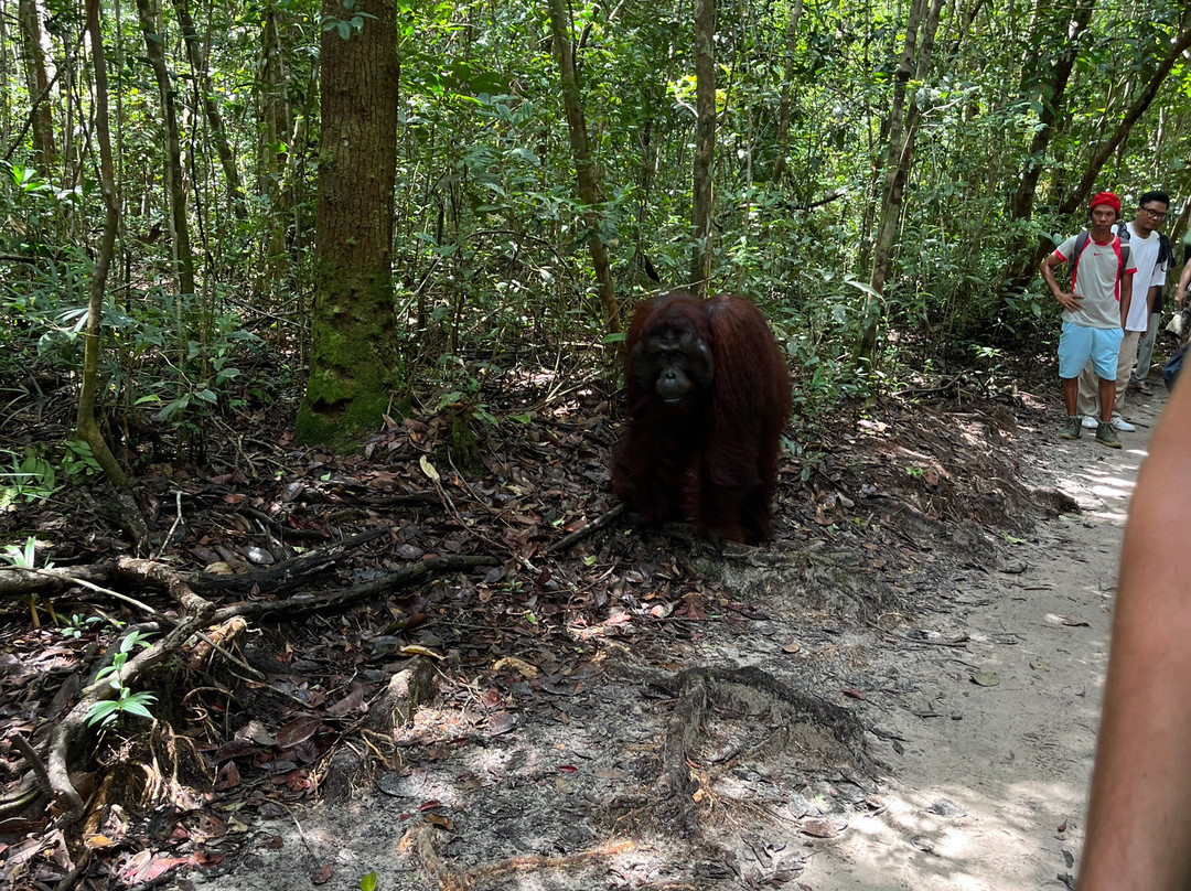 Orangutan Houseboat Tour-Kumai必去景点