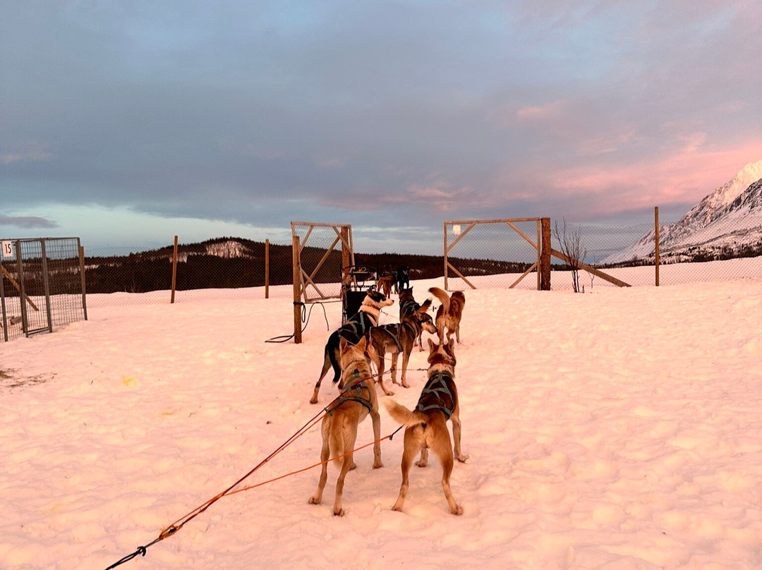 Lyngen Husky Safari-Svensby必去景点