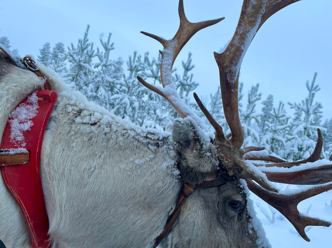 Jaakkola Reindeer Farm-Luosto必去景点